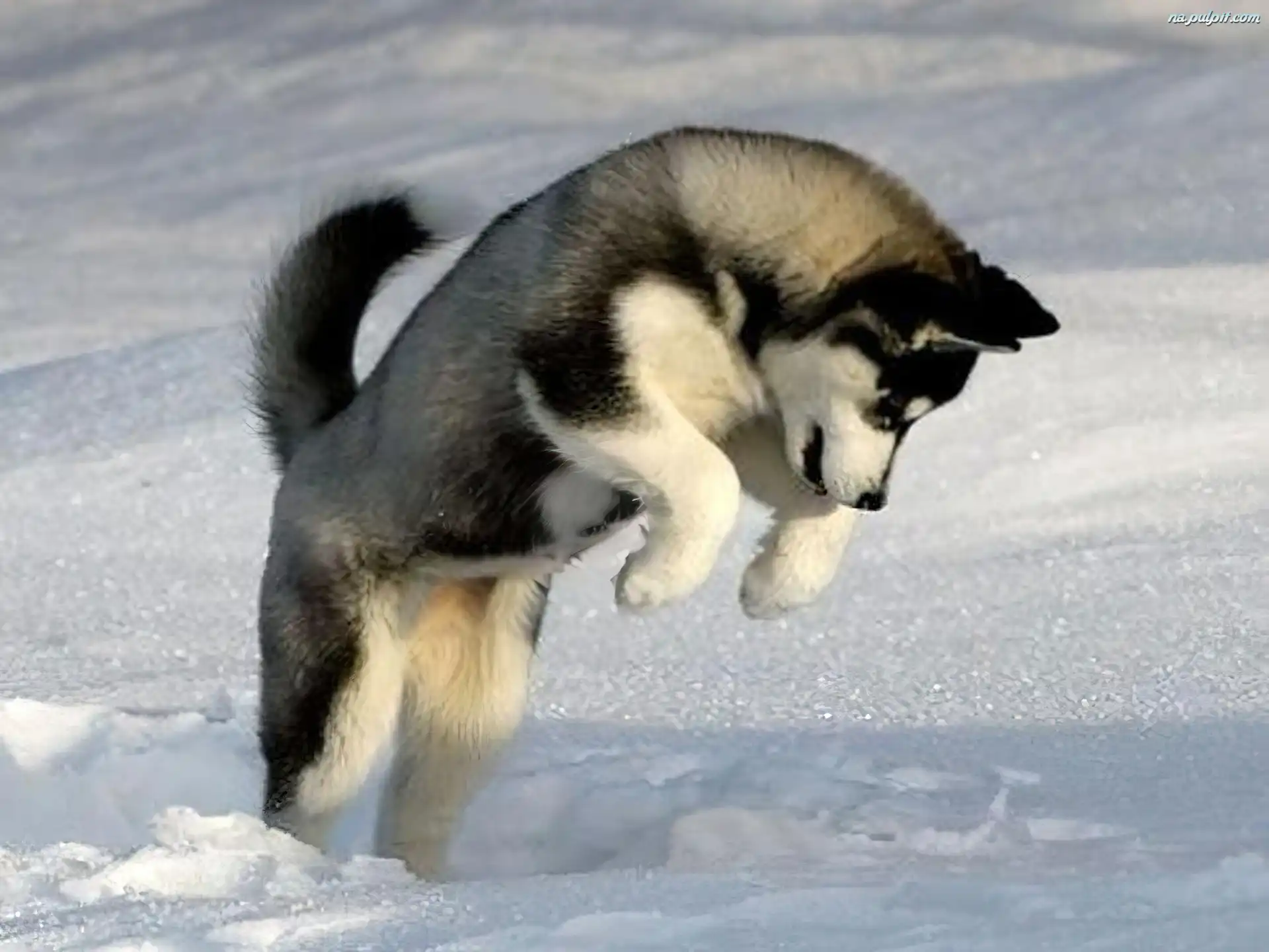 Skok, Siberian Husky Na Pulpit
